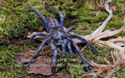 Haplopelma Sp Purple Zebra TARANTULA